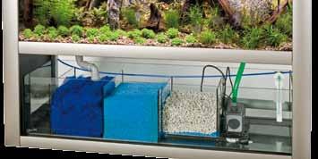 A disadvantage of this system is of course the risk that any disease may be spread through the three aquariums connected to the system.