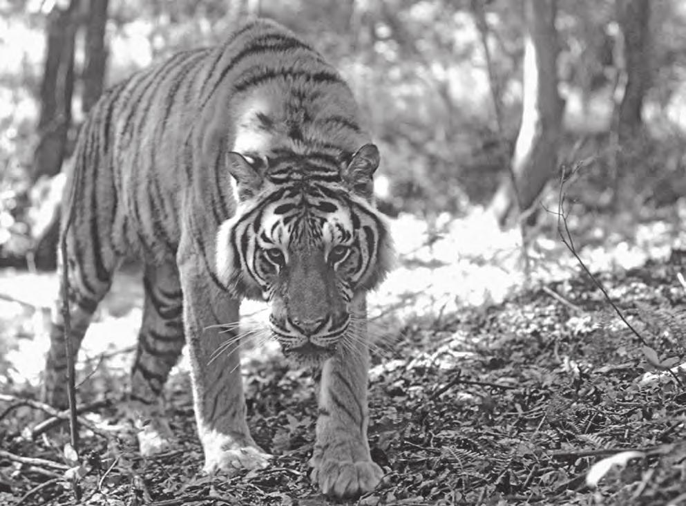 Seeing Stripes M AT H SKILL BUILDERS Jupiter Images King of the Jungle Tigers are the world s largest cats. There are six types of tigers in the world today.