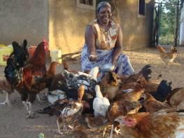 When the disease struck a year later, her chickens were among the few that survived because she had them vaccinated and penned up In