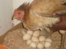 lost 66 chickens to the Newcastle disease.