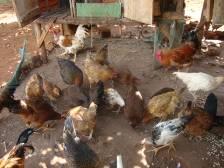 2009 to the Newcastle disease. The chickens were worth KES 40,000.