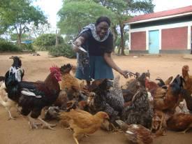 Page 4 of 11 3. Mary Nthenya, Uuni Village, Matiliku Location Prior to the vaccination, Mary had lost 1,000 chickens to Newcastle disease.