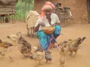 This prompted her to have the surviving 25 chickens vaccinated against the disease in March 2010. By December 2010, she had a flock of 120 chickens.