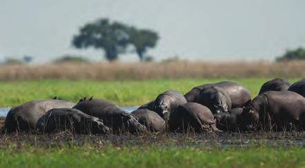 On Spot: Hippopotamuses Hippopotamuses or hippos are from Africa.