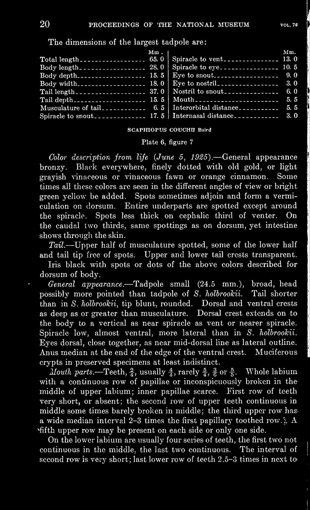 5 Interorbital distance 5. 5 Internasal distance 3. Color description from life (June 5, 1925). General appearance bronzy.