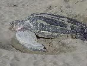 Sea Turtles Nesting in Florida