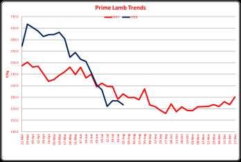 TEL: (01432) 761882 PRIME LAMBS - 1650 MARKET REPORTS 1st August 2018 Auctioneer - Richard Hyde A much smaller entry with a slightly harder trade.