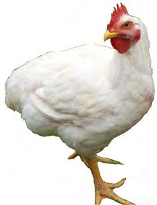 MEAT BIRDS SEX Straight Run Pullets Males BOX OF 25 $52.50 $2.10 each $50.00 $2.