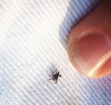 Update on Lyme disease and other tick-borne disease in North Central US and