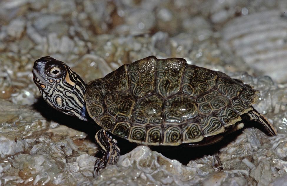 versa and other map turtles in the diamondback terrapin genus Malaclemys (McDowell 1964) has received little support (McKown 1972; Wood 1977; Killebrew 1979; Dobie 1981; McCoy and Vogt 1994; Lamb and