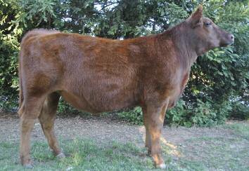 C-T Verdi 6047 11 Extra style and length in this powerful Royal Duke daughter. This dark cherry red Verdi heifer comes with plenty of performance and a kind disposition.