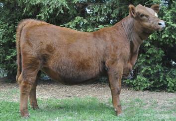 DT Dixie D15 13 Dixie has a wide back and provides an exceptional maternal figure, depth, and elegance. She posses qualities of a show heifer and the grades of magnificent potential mother.
