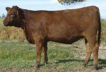 He is sired by the marbling leader, Nebula P707, and out of the famed Abigrace T714 cow, also the dam of Brown Synergy X7838, the calving ease leading herdsire at Halfmann s in TX.