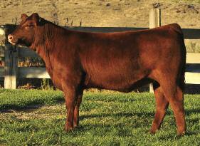 Her length and awesome muscle shape are only shadowed by her unbelievable quiet and loving nature this heifer is a real sweetheart and will make some young junior fall in love with Red Angus!