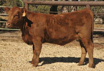 LJL Brown 409C 21 A.I. bred 4/01/16 to DUNN ACQUISITION B506 (#1686395) confirmed bred A.I. then P.E. 4/15/16-9/11/16 to LSF VFR PRIME TIME C104 (#3946623.