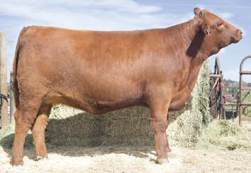 She is another great heifer that can improve your carcass qualities with a top 2% MARB and top 11% Master EPD.