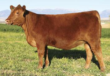 RR Style D55 25 This April heifer will be one of the youngest eligible for the Bet On Red Futurity.