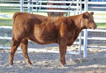 dedicated to his progeny. Mulberry semen is still selling at $300 per straw as of the MMM Auction this past September.