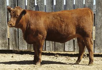 RS Queen Jewel 1121-605D 34 In 2014, Brylor Ranch and Bullis Creek offered a limited number of straws for sale of Red Brylor Arson 55Y, a bull that sold at Brylor s 2012 spring sale for $25,000 and