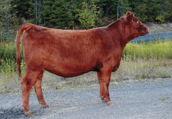 She s packed with the growth, phenotype and carcass traits her famous sire and grandsire are famous for.