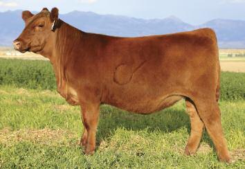 DKK Starlette 6086 36 This beauty sets a new standard with her incredible growth curve. She starts off with a very low 83 birth ratio and then explodes to an amazing 103 weaning ratio.