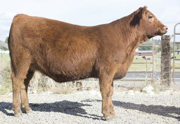 LJL Brown Miss 516C 38 A three-quarter sister to NCAR Jewel 761D selling in this auction by the revolutionary bull -- Dunn Alliance A516 and a daughter of Beckton Julian G2.
