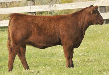 LASO Tow Kana X31D 40 Come back to the auction! Tow Kana X31D is the first female to sell at the Bet On Red, and nearly the breed, sired by the $100,000 5L Out In Front 1701-457B.