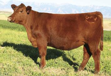Bill bought her sire from Dunn's and o'boy is he doing a fantastic job!