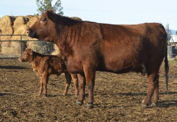 OWNG Ginger 1411 48 OWNG GINGER 1411 1677104 3/22/14 1411 OWNG A 100% AR 71 100 48 Cow/Calf Pair SRR SUPER CONQUEST 03 HXC CONQUEST 4405P VF S CONQUEST Z022 SRR DORY JIBA 815-5036 CRSF TAM 021-802