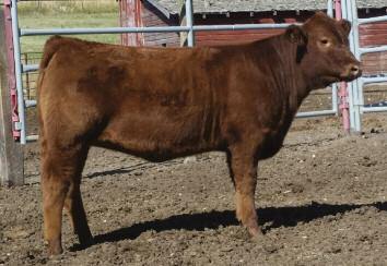 Raisland Lakota 639-650 50 Glen & Karen Raisland have a fantastic herd of Red Angus cattle and bring us a top selling heifer calf every year to the Bet On Red Sale in Reno.