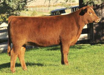 TJS Red Honesty D086 52 Wow check out the shorts on this beautiful heifer!