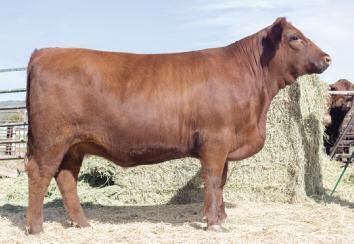 Miss Brown 114D 54 Dunn Alliance A516 is well represented in this year s Bet On Red Sale and this March heifer will represent the outstanding sire well.