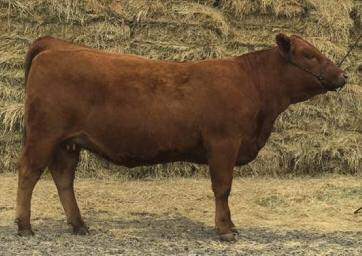 6R Cameo s Alliance 504C 58 P.E. 4/10/16-5/20/16 to LSF VFR Prime Time C104 (#3496623) observed bred April 17th and confirmed bred (due approx 1/25/17).