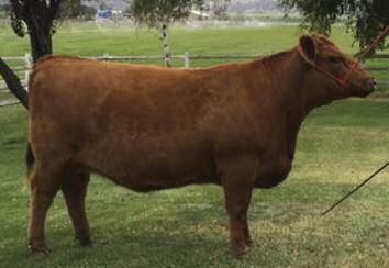 This Brown Alliance daughter is loaded with style, muscle and EPD numbers, placing 9 traits in the top 25% of the entire Red Angus breed.