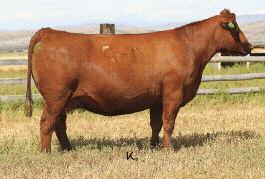 C-T Red Rock 5033 Sire of 60 Embryos C-T Linsey 0964 Dam of 60 Embryos EMBRYO PACKAGE 3471552 1309226 Sire Reg. #: Dam Reg.