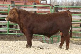 com C-T Linsey 0964 is one of our great Make Mimi daughters that has been added to our Donor Program. She is a 7 year old cow with a very proven track record and a 105.3 MPPA.