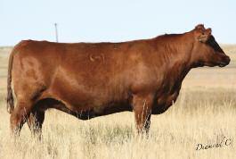 Brown JYJ Redemption Y1334 Sire of s 65-66 Embryos GMRA Angie Rose 944 Dam of 65 Embryos EMBRYO PACKAGE 1441805 1322877 Sire Reg. #: Dam Reg.