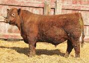 His calves are at the top of sire groups everywhere he has been used. Donated by: Feddes Red Angus D2 C-T Red Rock 5033 (#3471552) HB 160 GM 54 CED 12 BW -6.0 WW 66 YW 111 Milk 20 STAY 14 MARB 0.