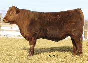 WW (109 WR) coming from a very maternal Ole's Oscar cow. This will be an exciting new herd sire. 10 straws Donated by: C-T Red Angus D3 DKK Gentleman 468 (#1684418) HB 117 GM 51 CED 4 BW 0.