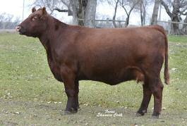 and Brylor Ranch Mark: 503-791-4804, Bryan: 403-627-8266 Selling 2 packages of 3 embryos each with a guarantee of 1 pregnancy if implanted by a certified technician.