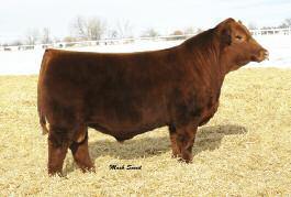 On offer 20 straws in 2 packages of 10 straws each FOB Genex Hawkeye West, Billings MT. His daughters are well proven and will be a valuable asset to your program.