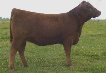 6R Red Robin 607D 1 Red Robin is a superstar in the works and already expresses that cowy look at a very young age. Her sire is the famed Brown Alliance bull by the legendary Beckton Nebula P P707.