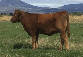 If you are looking for some of the top Red Angus genetics to add to the Donor Pen or build a program around, Reno, Nevada and the Bet On Red Sale is certainly the place to be and Red Robin 607D