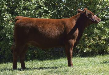 Kool Breeze Raven 5316 3 Megan Banwarth has built a reputation of bringing some of the best heifers to the Bet On Red year-after-year and expect this heifer to be no exception.