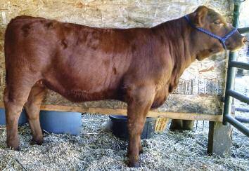 DJ s Bobbi weighed 590 pounds at 168 days imagine her at maturity and the amazing calves she will produce. Look her up in Reno. There is no rolling the dice with her she is a sure winner!