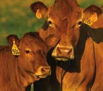 Oregon Beef Herd Trial 1 Estrumate vs. Lutalyse : Heif e r c onc e p t ion r at e S 50 40 39.6% (n=361) 35.0% (n=371) Conception Rate 30 20 10 0 ESTRUMATE Lutalyse (P-value = 0.