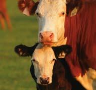 Florida Beef Herd Study 3,4 Estrumate vs. Lutalyse : c onc e p t ion r at e s Conception Rates** 50 40 30 20 10 41.0% (n=297) 36.