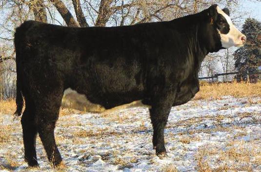 7 85 60 A heterozygous black polled daughter of 680S and our 02K donor. She has the brood cow look, clean front, long and deep, with good performance numbers. She was raised in a recipient herd.