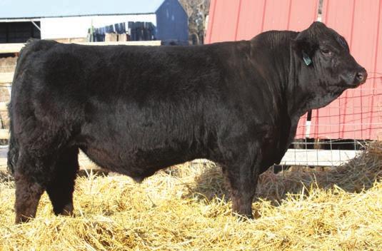 age of 4.3 pounds per day. Tremendous depth of rib, wide top, full rear quarter and eye appeal wrapped in a herd bull package. Combine these with his growth EPD s, what a performance herd sire!