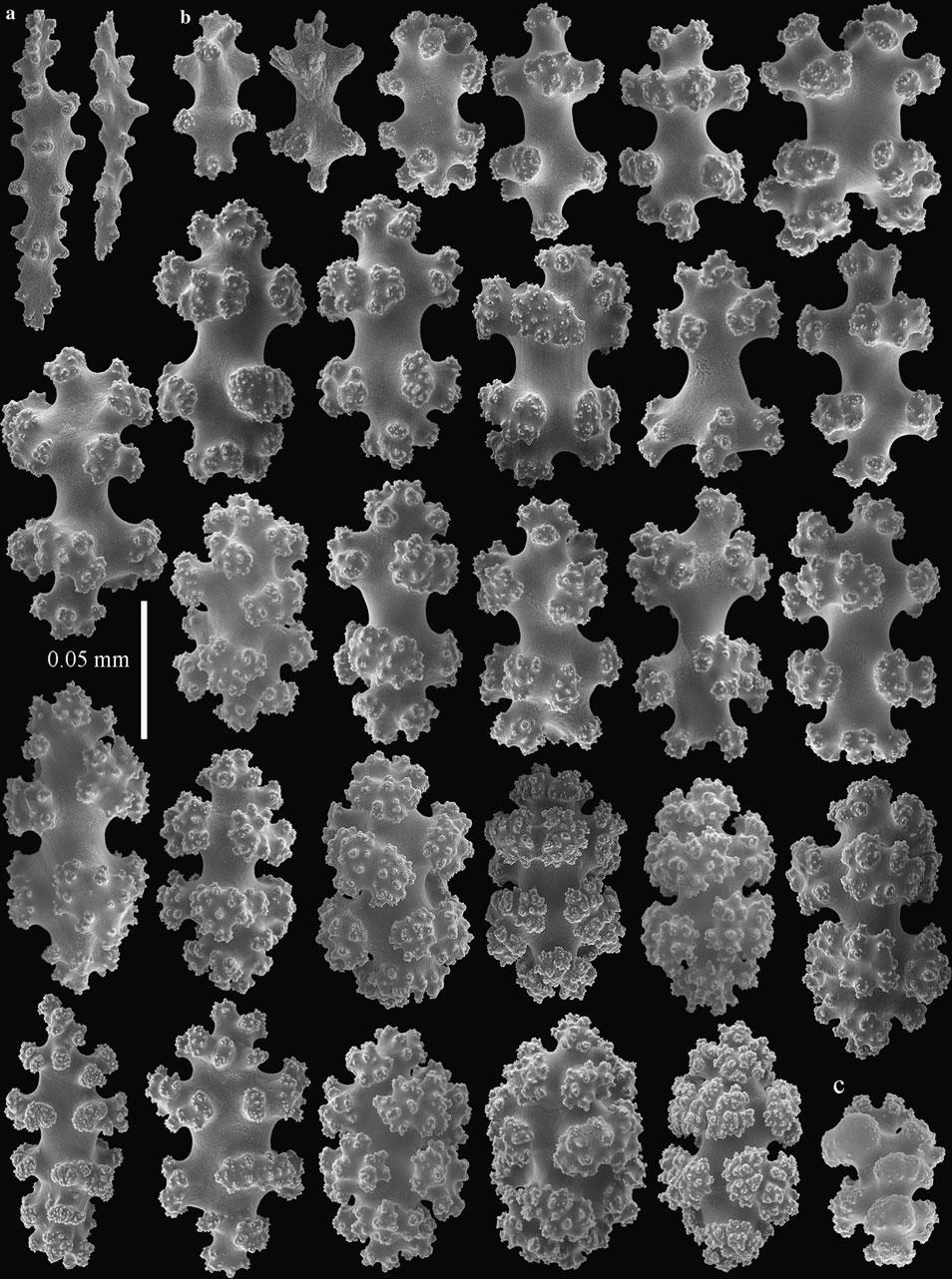 140 Helgol Mar Res (2013) 67:137 147 Fig. 2 Incrustatus comauensis, paratype RMNH Coel. 33872.